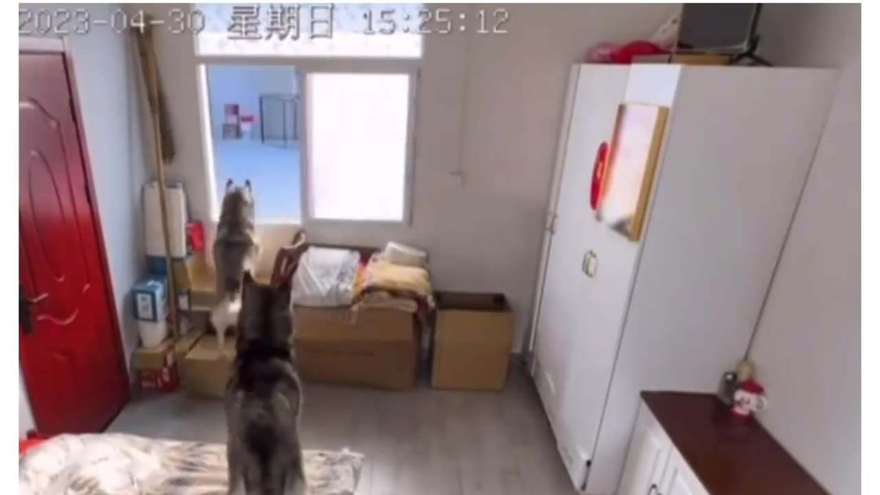 dog funny video