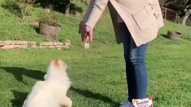 Teach high-five to cat