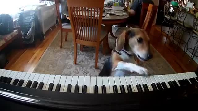 This dog shocked his owner by playing piano and singing!