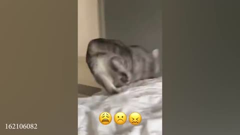 funny cat video