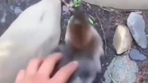 Share the most interesting video with you 5