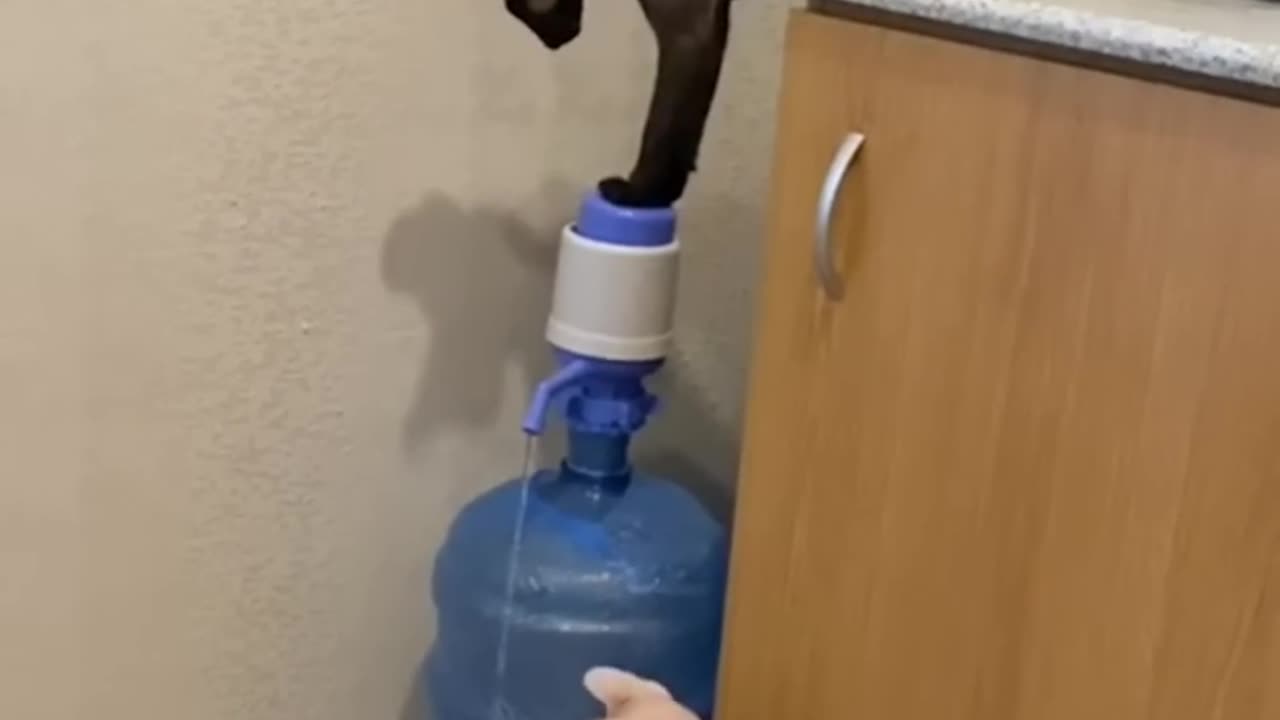 Funny animal