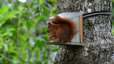 Squirrel House