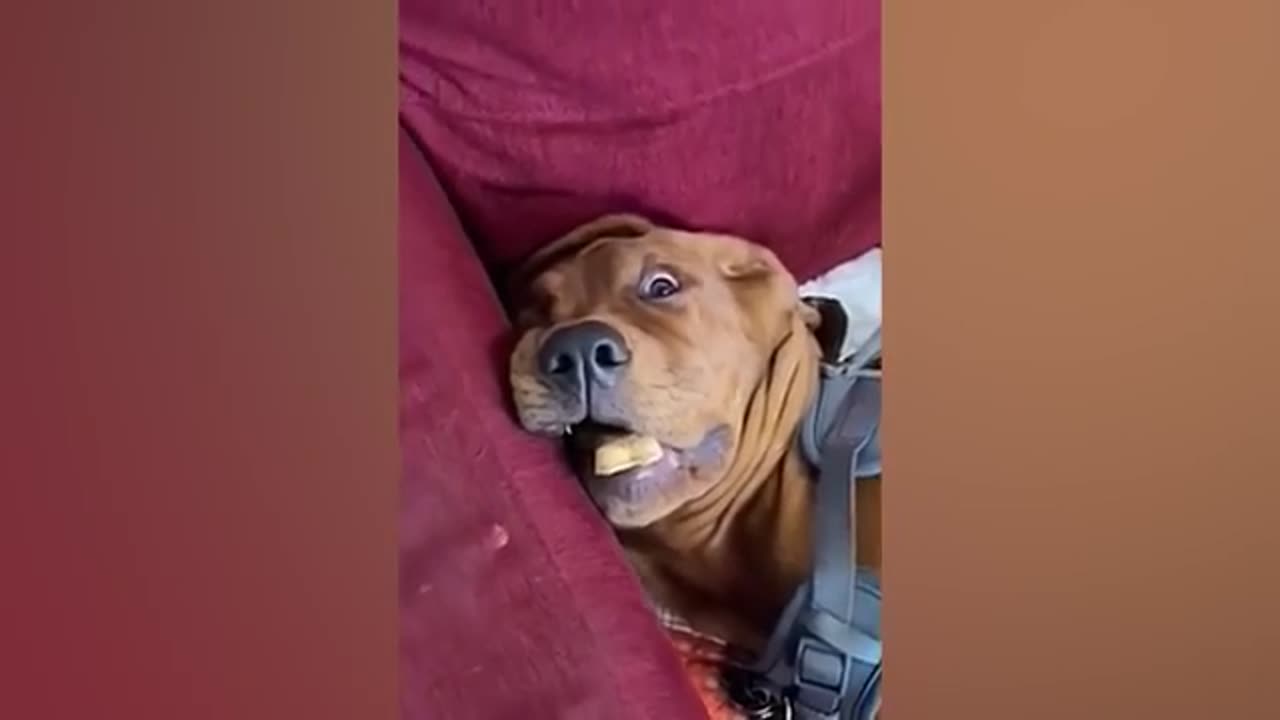 Nobody passed the LAUGH Challenge yet- Funny Dog Video