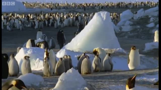 Emperor Penguins Vs Leopard Seal | Attenborough: The Blue Planet | BBC Earth