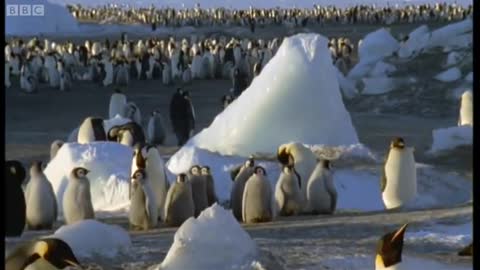 Emperor Penguins Vs Leopard Seal | Attenborough: The Blue Planet | BBC Earth