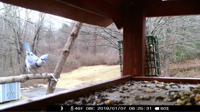 Long Bird Photo Slide Show From January 1, 2020