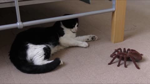 Funny Dog & Cat #Funny Animals