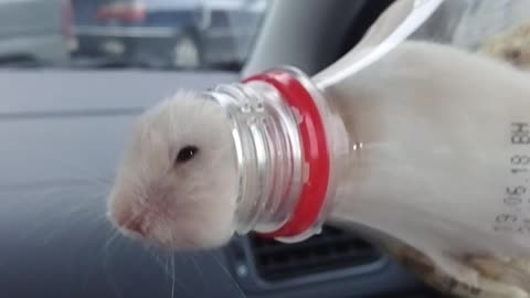 Bottled Hamster