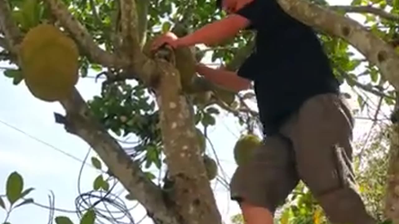He is picking Jackfruit #farming #harvesting #