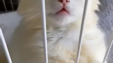 Cute little baby cat