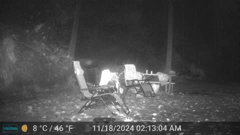Food Thief - Young Bear