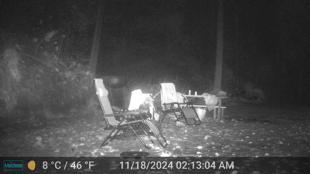 Food Thief - Young Bear