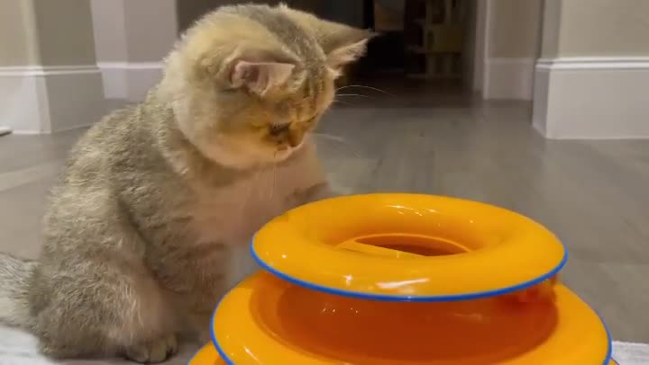 "I’m a genius! 😂"