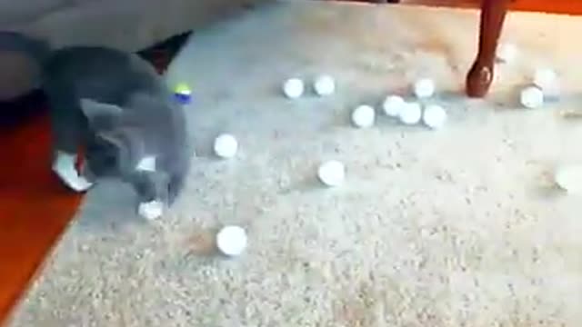 Funny Kittens 🔥