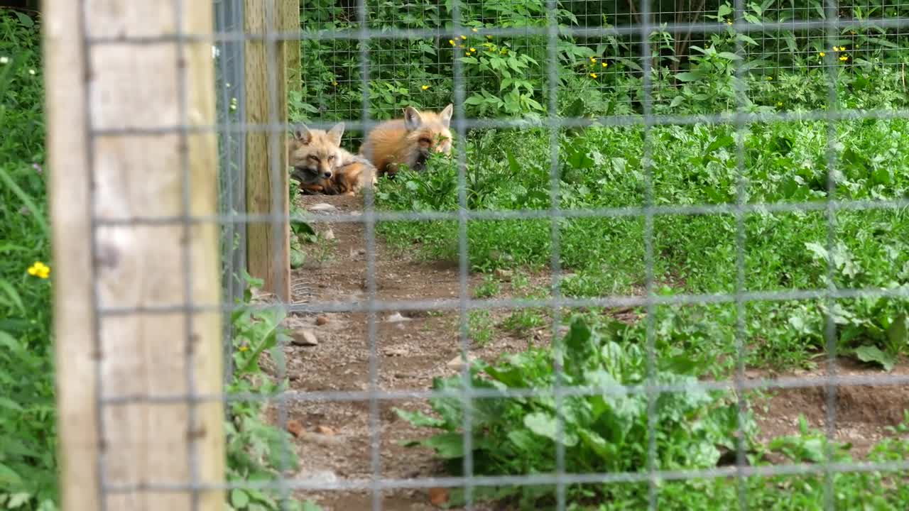 A Beautiful Red Fox Sleeping At A Wildlife Conservation