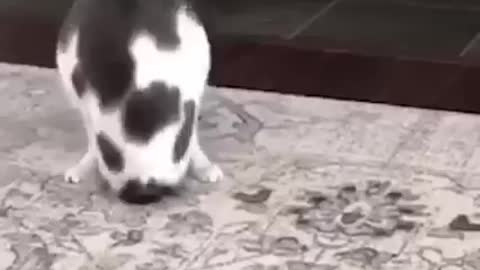 Dog and Cat funny video