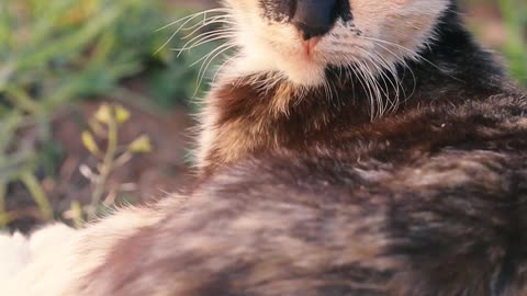 CATS-BEAUTIFUL ANIMALS