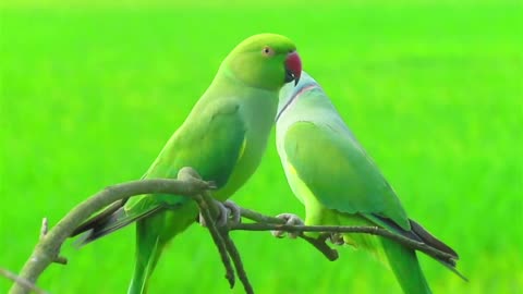 Parrot Natural videos