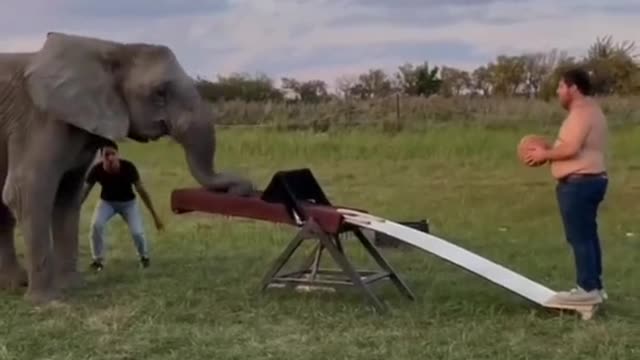 Amazing elephant video🐘