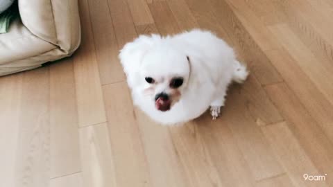 My white and cute angel.