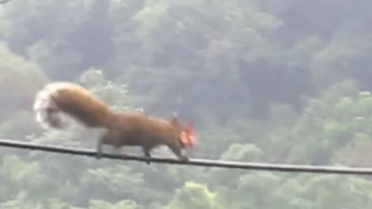 A squirrel balances on the wire and rejoices walk in the park.