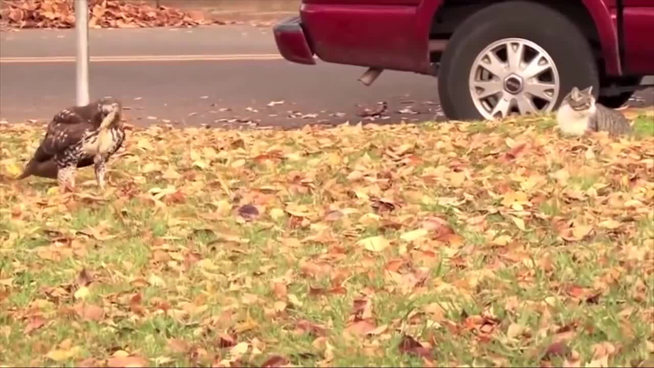 Cat VS Hawk (the Force Awakens)