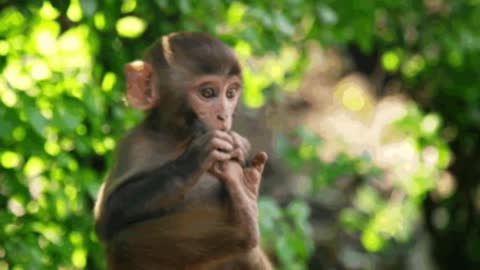 Monkeys that make you laugh