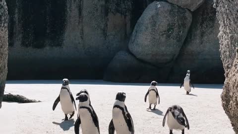 Daddy Penguin takes his family out for a walk