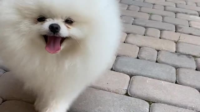 cute animals | dogs | Dog | Doglover | funny dogs | Nocopyright Video | #noncopyrightvideo