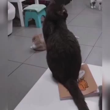 Милое кото-кафе