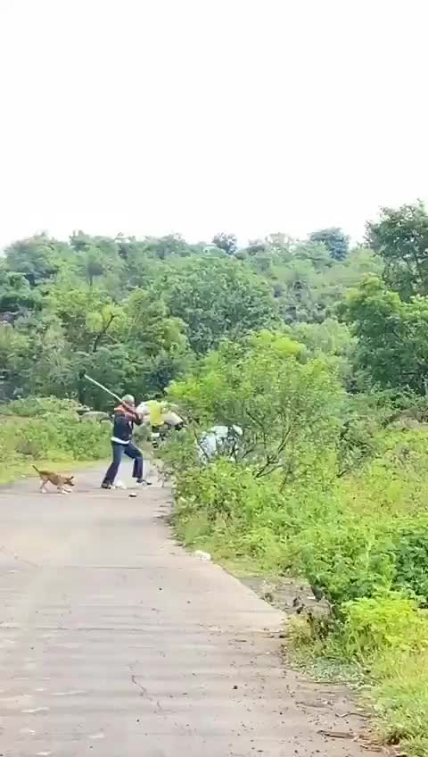 Striped Hyena ambush on a pedestrian but gets beaten up!