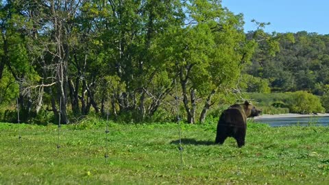 Bear is Dangerous wild animals. Avki Funny large brown walks