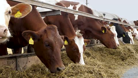 Brown cows in row eat at cowhouse outdoor in summer day