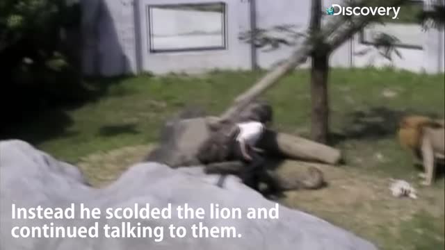 Man gets attacked by lion and lion hits his leg