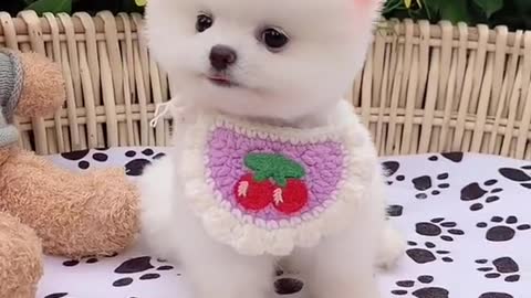 Cutest baby dogs, Beautiful puppy