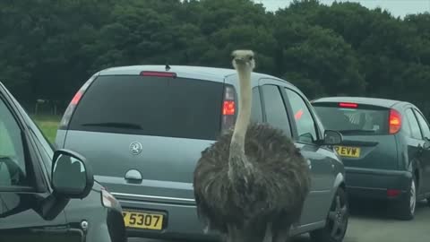 Durning visiting the Zoo An Ostrich is coming to our Car.