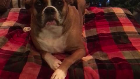 Boxer gets moody after taking unwanted bath