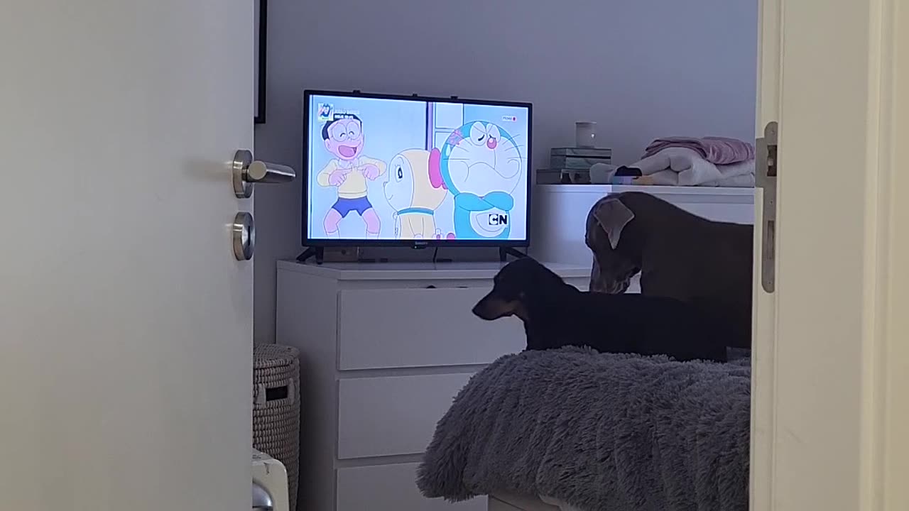 Dogs Love Their Cartoons