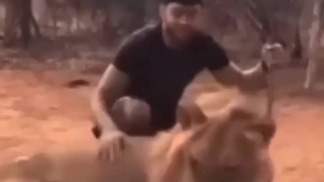A lion caressing his owner, how cute, he's just kidding, hhhhh