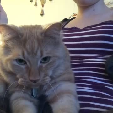 Happy, Purry, Kitty: Part II