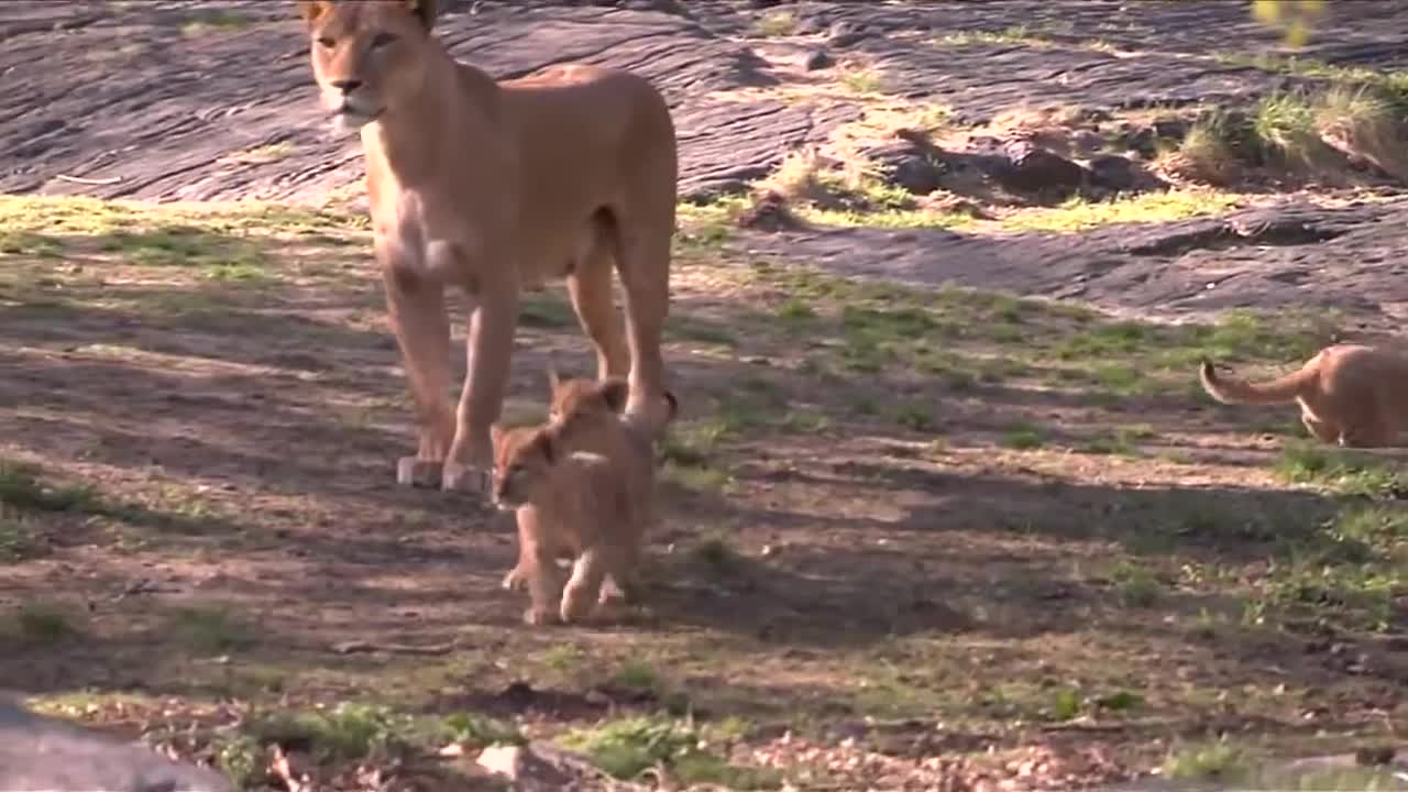 Unique moments 3 Cuddly Lion Cubs at the Bronx Zoo