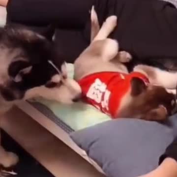 CUTIES ! OMG FUNNY PETS !