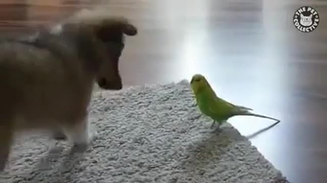 Cute Dog love with parrot Fun