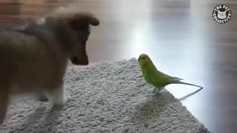 Cute Dog love with parrot Fun