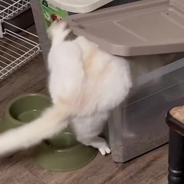 funny|prank|jokes|funny jokes|dad jokes|funny memes|funny video|fun|laughing|funny animal|knock