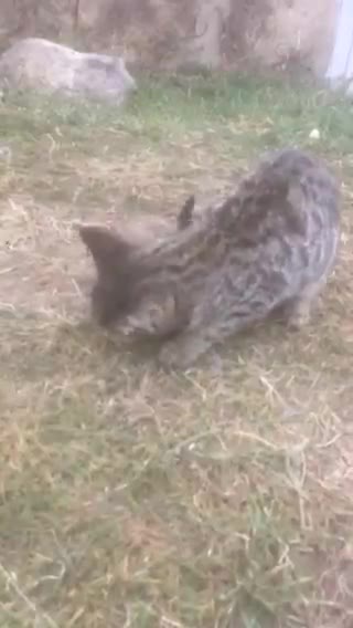 The cat was hungry and I fed him