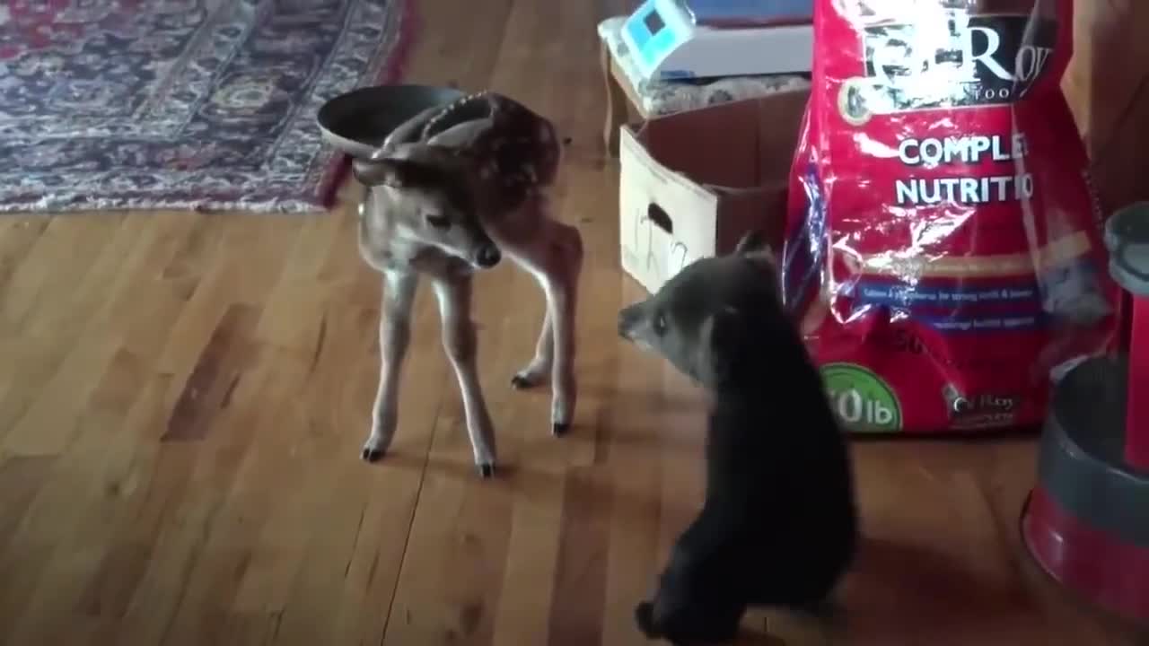 A little Bears VS Deer and ...