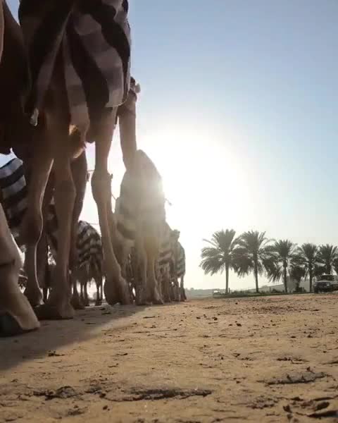 Floks Of Camel Desert Trip March
