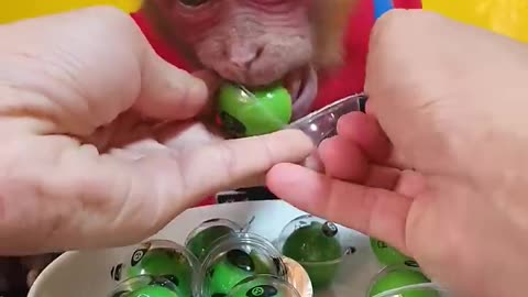 Lovely monkey